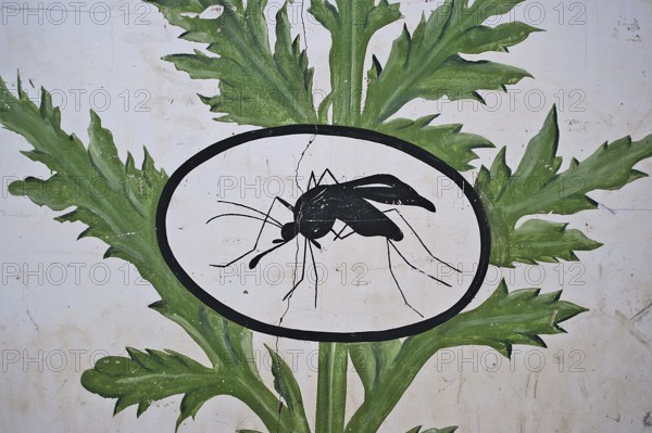 Mural painting advocating the benefits of the artemisia plant to treat malaria Senegal