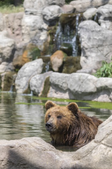 One Kamchatka brown bear (Ursus arctos piscator), bathing in a pond with a small cascade in the