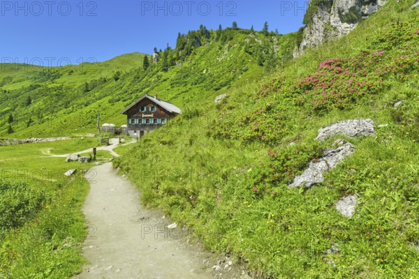 Tappenkarsee alp with alpine roses, alp with hiking trail, landscape conservation area, Radstätter