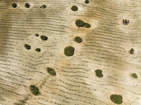 Holm Oaks (Quercus ilex) in a field, aerial view, drone shot, Almería province, Andalusia, Spain,