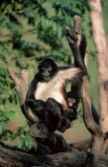 Black-handed Spider Monkeys, female with young, geoffroy's spider monkeys (Ateles geoffroyi),