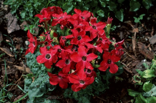 Tobac (Nicotiana x sanderae)