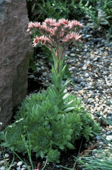 Houseleek hybrid (Sempervivum hybride)