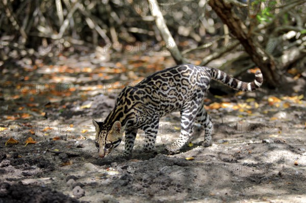Ocelot (Leopardus pardalis) male, Honduras, Central America