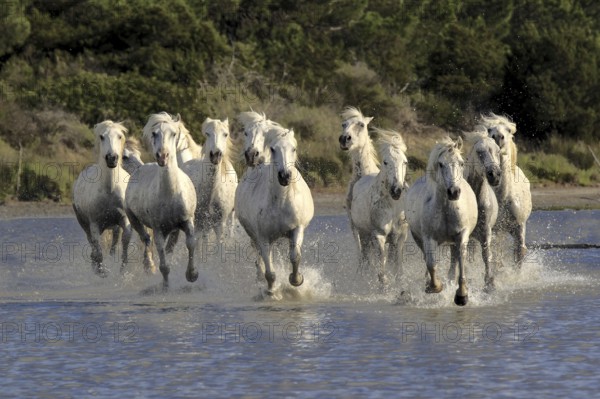 Camargue horses run through water, Camargue, Provence, South of France, Camargue horse, white horse