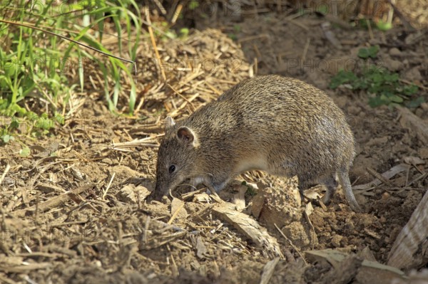 Short-nosed Bandicoot (Isoodon obesulus), South Australia