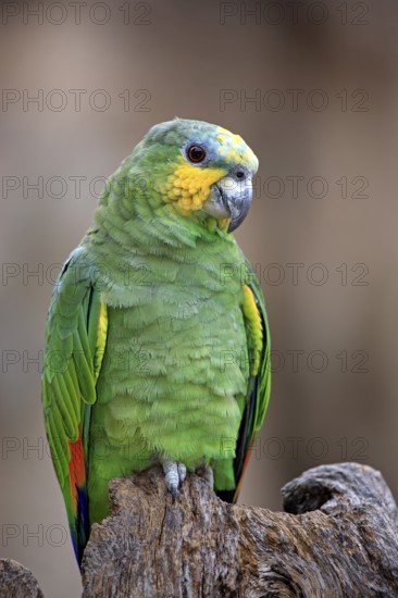 Orange-winged Amazon (Amazona amazonica)