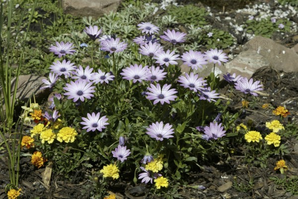 Gazania (Gazania)