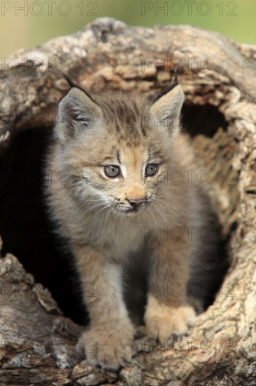 Canadian Lynx, cub, 8 weeks (Lynx lynx canadensis) (Felis lynx canadensis), Silver Lynx