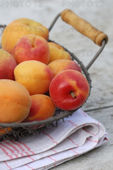 Apricots (Prunus armeniaca) in basket