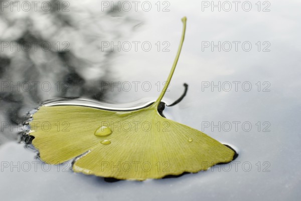 Ginkgoleaf (Ginkgo biloba) on water surface, Gingko