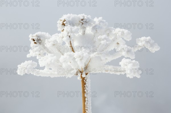 Ice detail on chervil, Switzerland, Europe