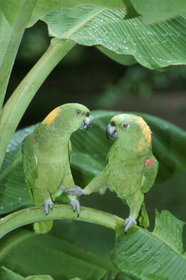 Yellow-naped Amazon, pair (Amazona ochrocephala auropalliata), Honduras, Central America