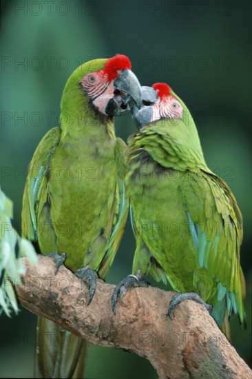 Military Macaws (Ara militaris)
