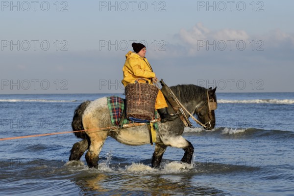 Horse fishermen catching Brown shrimp (Crangon crangon), Koksijde, North Sea coast, province of