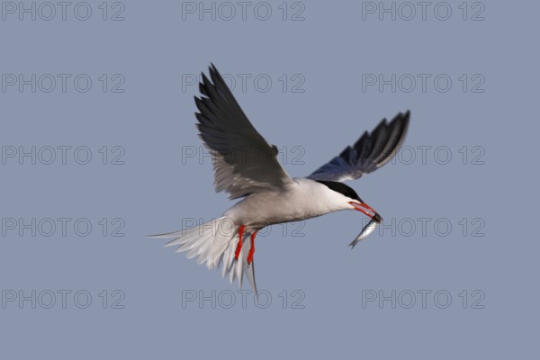 Common Tern (Sterna hirundo), in flight with fish in its beak, Lower Saxon Wadden Sea National