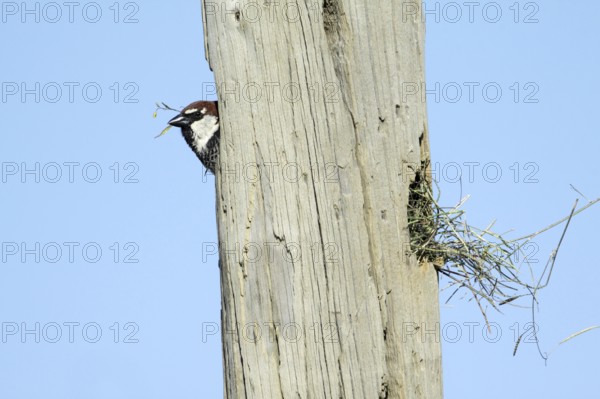 Spanish Sparrow (Passer hispaniolensis), male at nest hole, Portugal, Europe