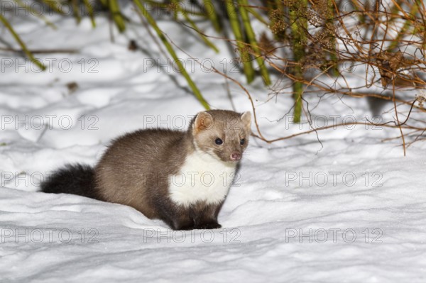 Beech marten (Martes foina) Lower Saxony, Germany, Europe
