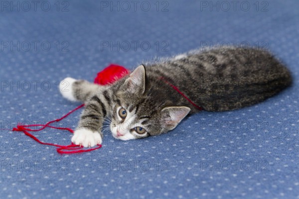 Domestic cat, kitten, wool club, mackerel, wool
