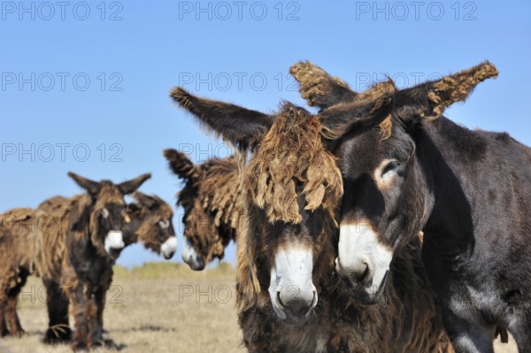 Poitou donkey, purebred, domestic animals, ungulates, farm animals, odd-toed ungulates, mammals,
