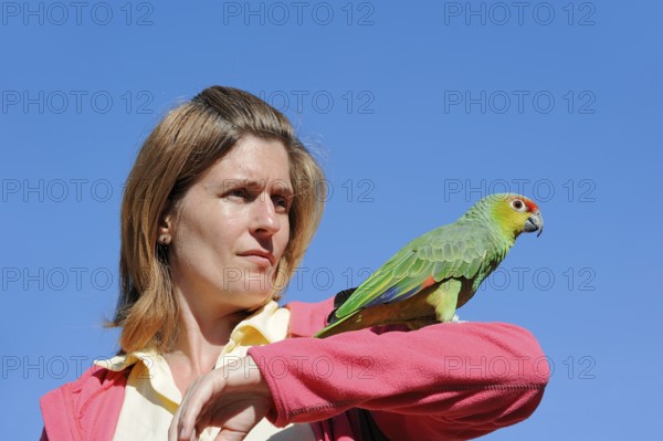 Woman with ecuador amazon (Amazona autumnalis lilacina), France, Europe