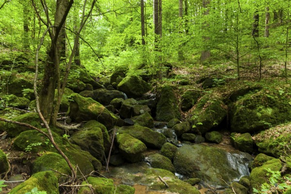 Waldbach near Thürmsdorf