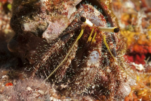 Close-up of reef hermit crab (Dardanus lagopodes) looking directly at viewer, Pacific Ocean,