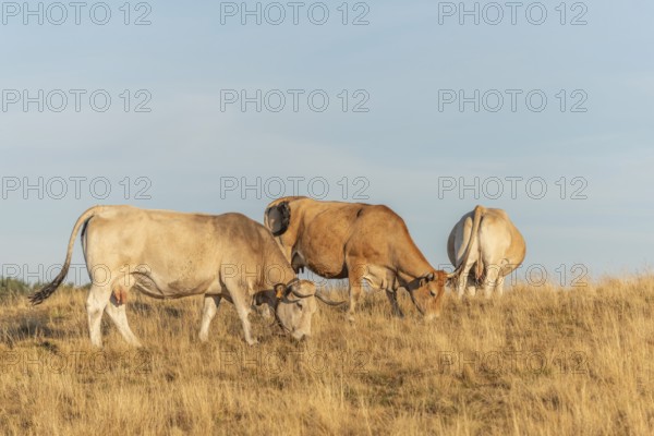 Aubrac cows in a dry pasture in summer. Aubrac, France, Europe
