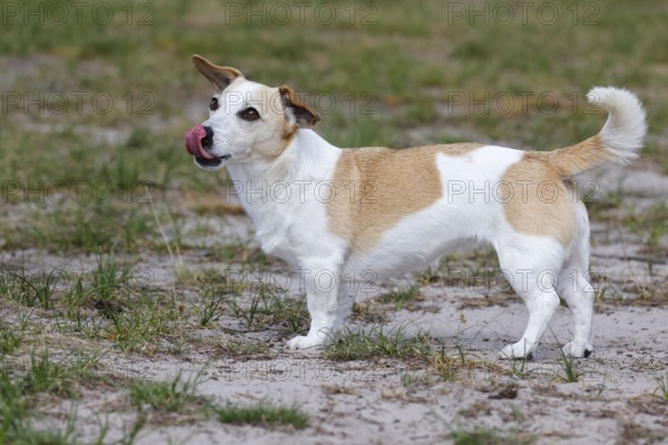 Dog, Jack Russell Terrier sticks out its tongue, dog breed, domestic dog (Canis lupus familiaris),
