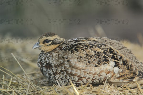 Reeves's pheasant (Syrmaticus reevesii), portrait, female, prone, captive