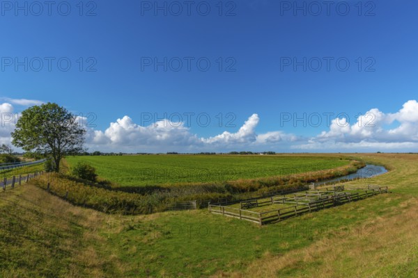 Nordstrand peninsula, agriculture, fields, ditch, inland dike, tree, pen, North Frisia,