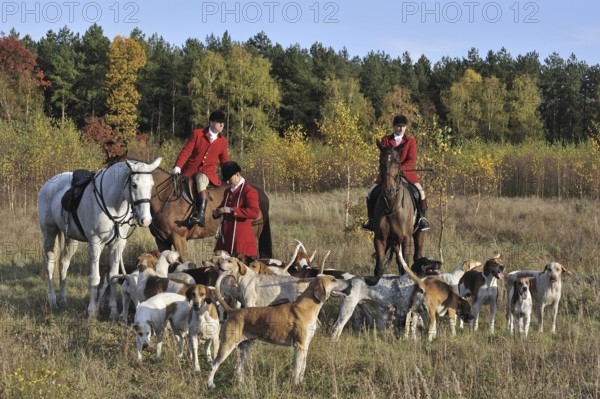 Hunters on horseback with pack of hounds during drag hunting in autumn, an alternative to fox