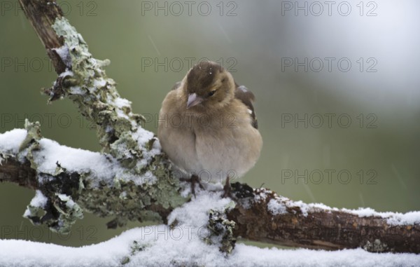 Common chaffinch (Fringilla coelebs) female with fluffed out feathers perched on branch during snow