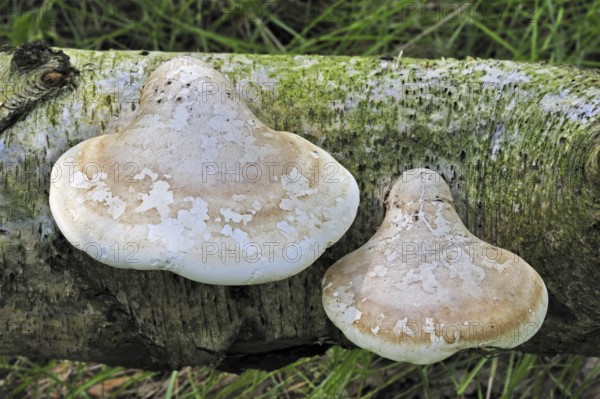Birch bracket (Piptoporus betulinus) fungus, Razor strop on fallen Birch tree in forest