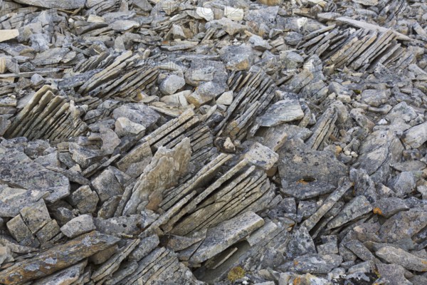 Close-up of shattered sedimentary rock, slate, shale fractured along existing joints by frost