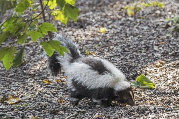 Striped skunk (Mephitis mephitis) foraging, native to southern Canada, the United States and