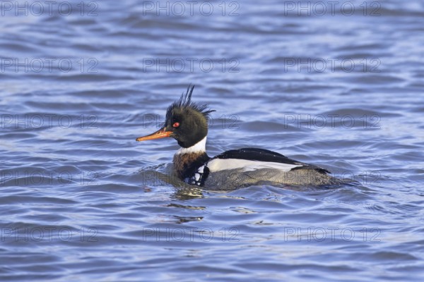 Red-breasted merganser (Mergus serrator) male swimming in sea in winter