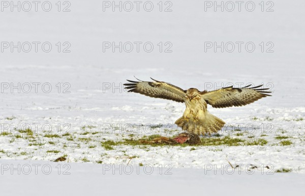 Common Buzzard (Buteo buteo) landing on dead hare in the snow in winter, the Netherlands