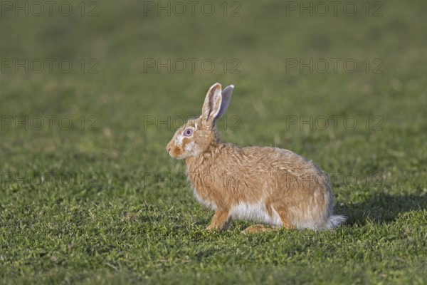 European brown hare (Lepus europaeus) blonde colour morph sitting in meadow, grassland in spring