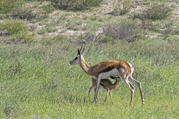 Springbok (Antidorcas marsupialis) female suckling calf in the Kalahari Desert, Kgalagadi