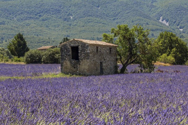 Old stone house with tree in lavender field, flowering true lavender (Lavandula angustifolia), on