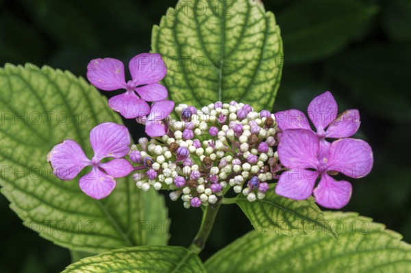 Hydrangea serrata, flower, pink, Baden-Württemberg, Germany, Europe