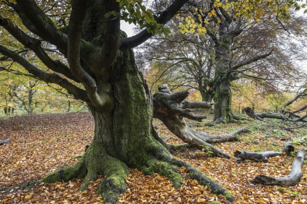 Old copper beech (Fagus sylvatica), Hutebuche, Hutewald Halloh, Hesse, Germany, Europe