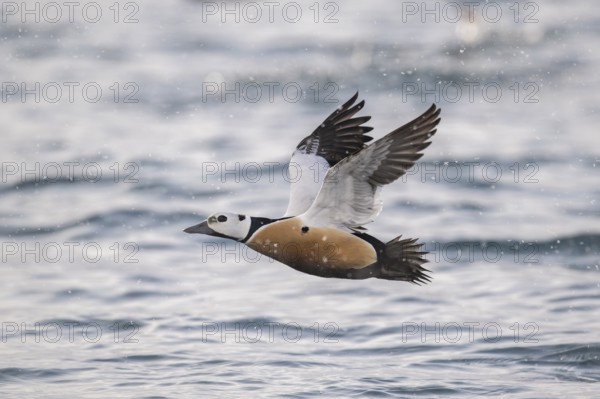 Steller's eider (Polysticta stelleri), male in fluke, magnificent plumage, Batsfjord, Båtsfjord,
