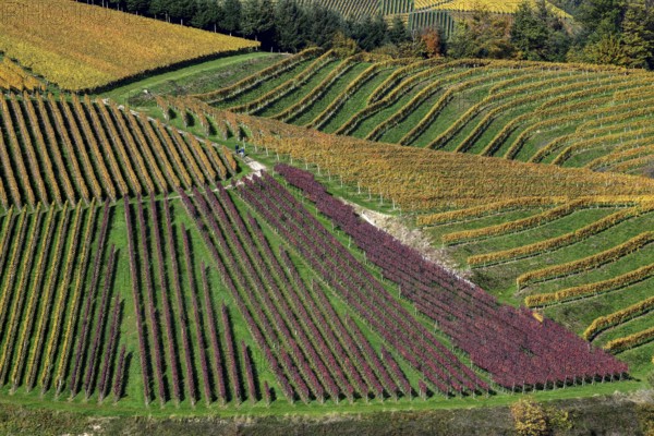 Vines coloured in autumn, near Durbach, Ortenaukreis, Black Forest, Baden-Württemberg, Germany,