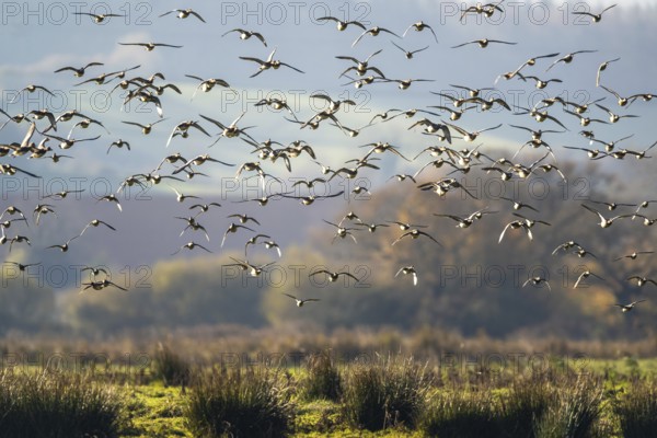 Eurasian Wigeon (Mareca penelope), birds in flight over Marshes at winter time