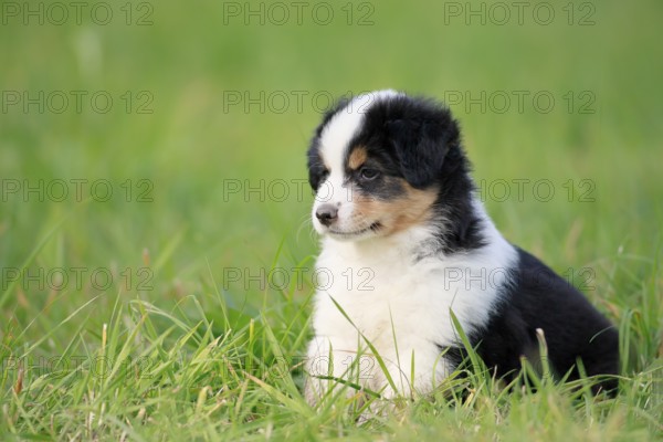 Miniature American Shepherd (Canis lupus familiaris) puppy, puppy sitting in the grass,
