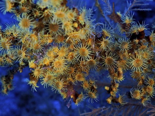Yellow cluster anemone (Parazoanthus axinellae), dive site Las Cabras, La Palma, Canary Islands,