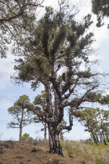 Canary Island Pine (Pinus canariensis), Canary Island Pine, Las Tricias, La Palma Island, Spain,