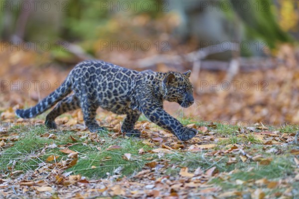 Indian leopard (Panthera pardus fusca), young animal in forest